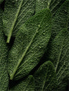 Microbiome Prebiotics Face Mist - 100m ml